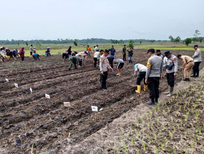 
					Polsek Sp Padang Lakukan Penanaman Jagung Serentak di Dua Lokasi
